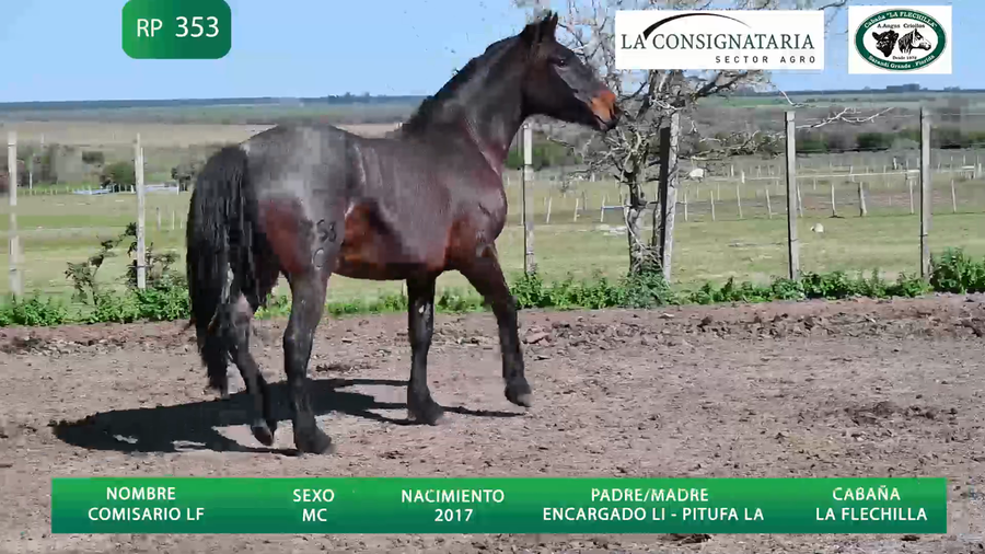 Lote Comisario LF