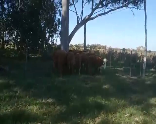 Lote 9 Terneras HOLANDO Y CRUZAS 190kg - , San José