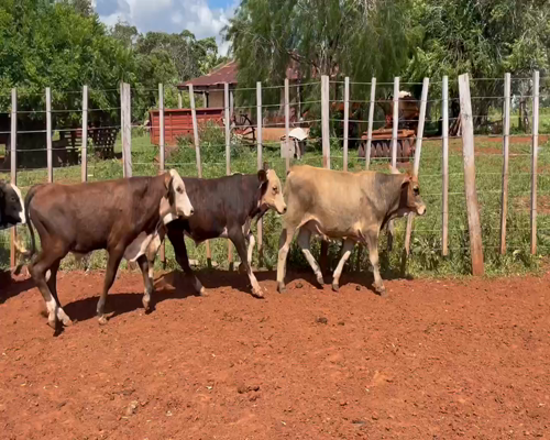 Lote 60 terneros/as en Col. Liebig, Corrientes