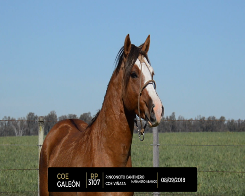 Lote COE GALEON