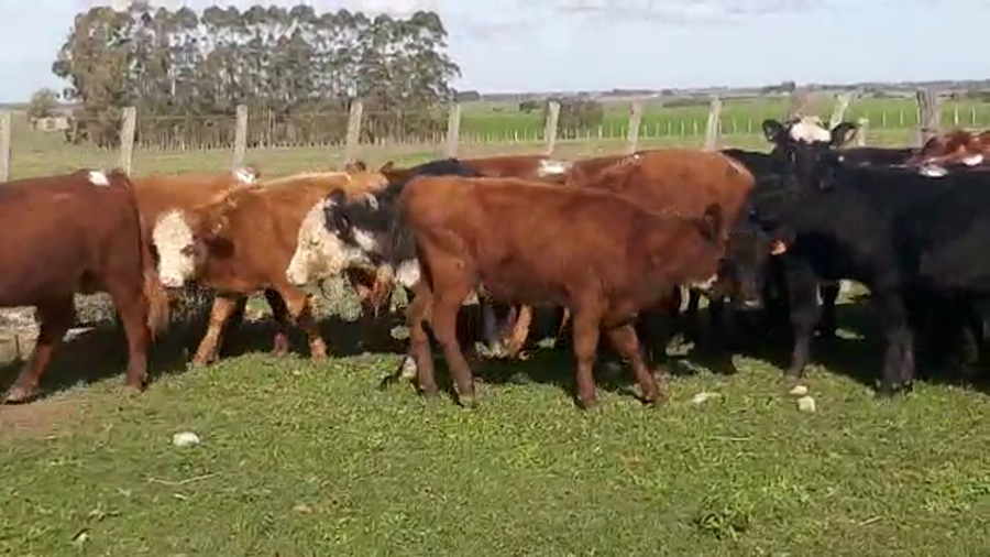 Lote 20 terneros hereford, angus y cruza