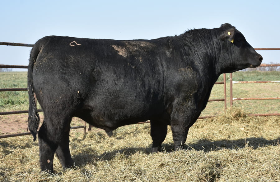 Lote TOROS (Corral 16)