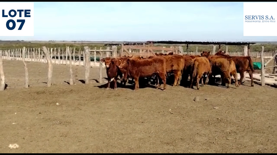 Lote Lote 7  - Servis SA: Vaquillas para entorar