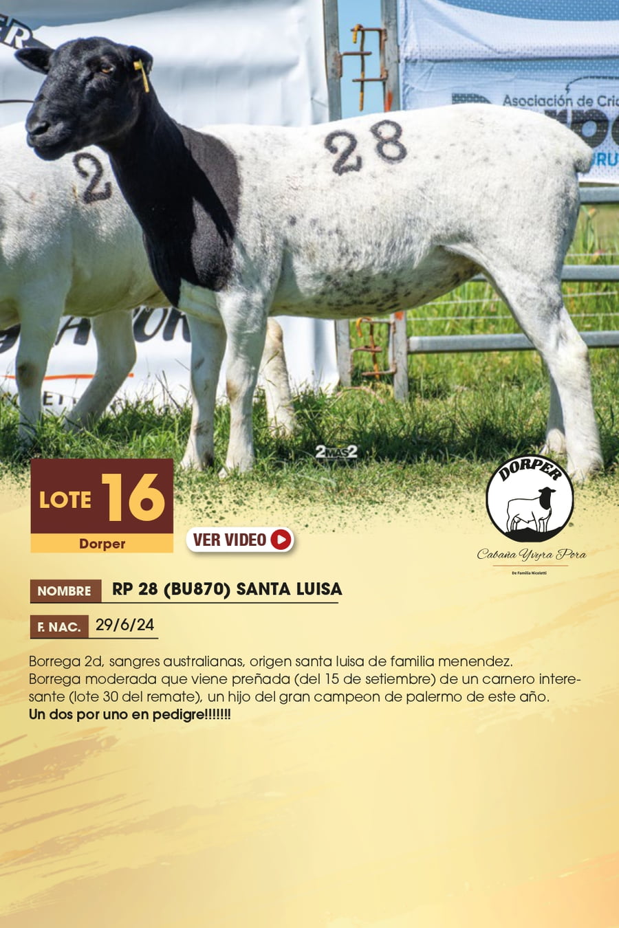 Lote 16 - Dorper