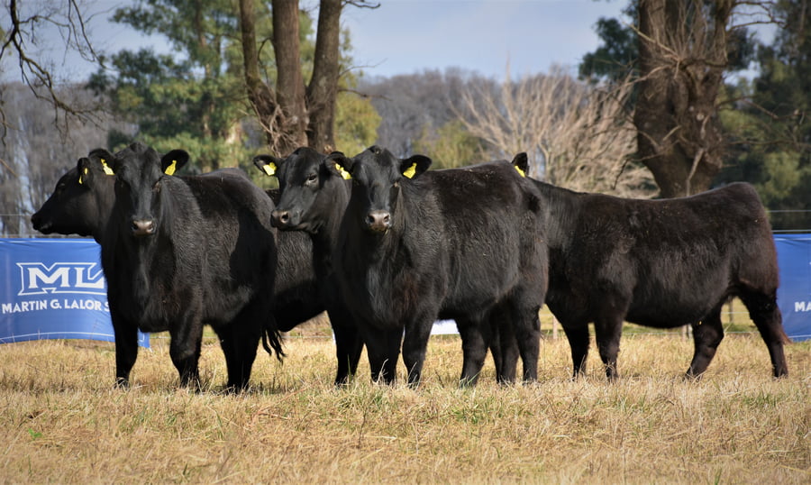 Lote "Cabaña ""Don Felix"" Vaquillonas PC"