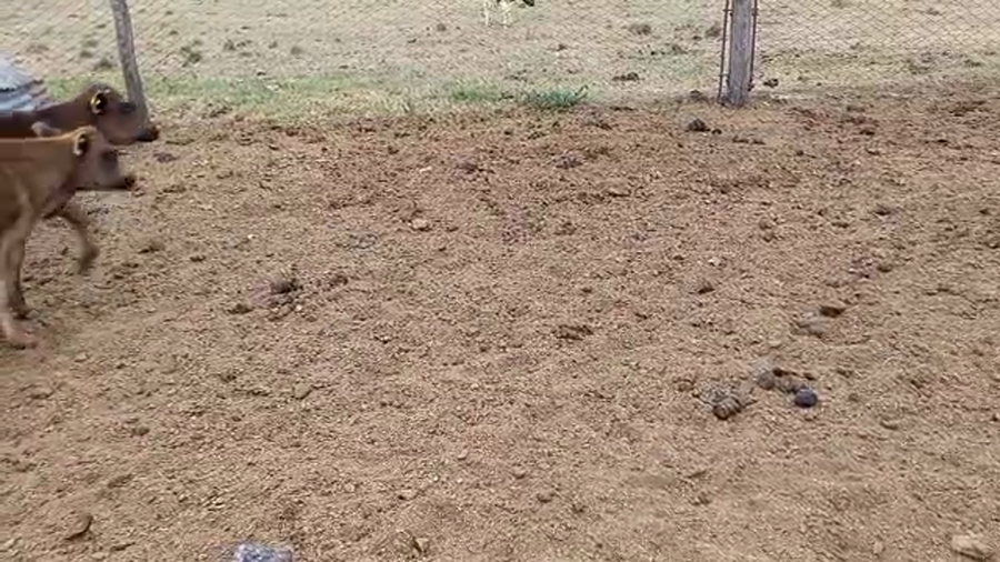 Lote 6 Terneros Jersey en Pueblo Marini, Santa Fe