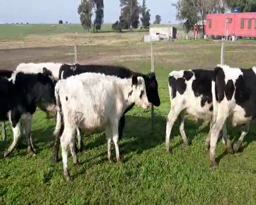 Lote 11 Terneros HOLANDO a remate en Pantalla Camy 0 - 0kg - , San José