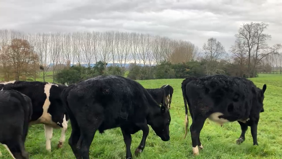 Lote 20 Novillo Gordo en Río Bueno, XIV Región Los Ríos