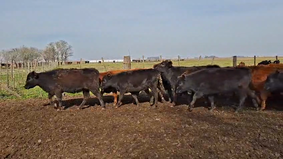 Lote 39 Terneras