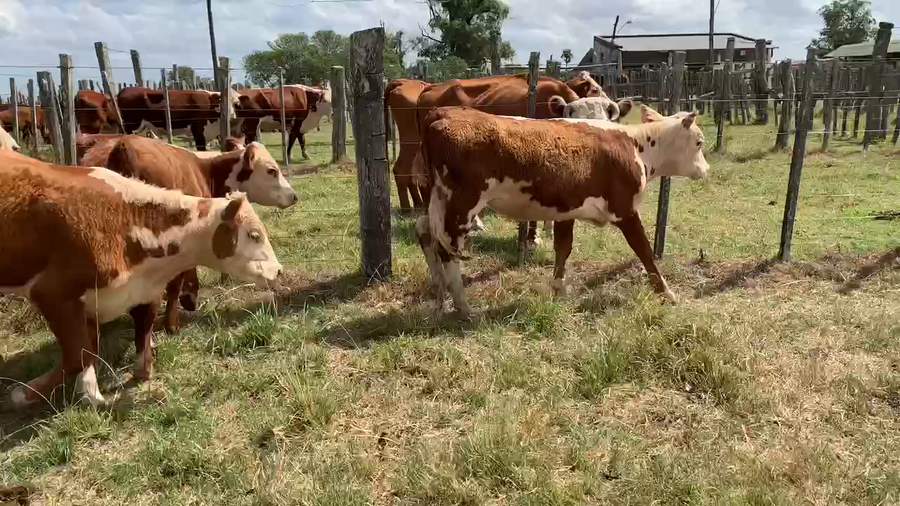 Lote 18 Vaquillonas 1 a 2 años en Tupambaé, Cerro Largo