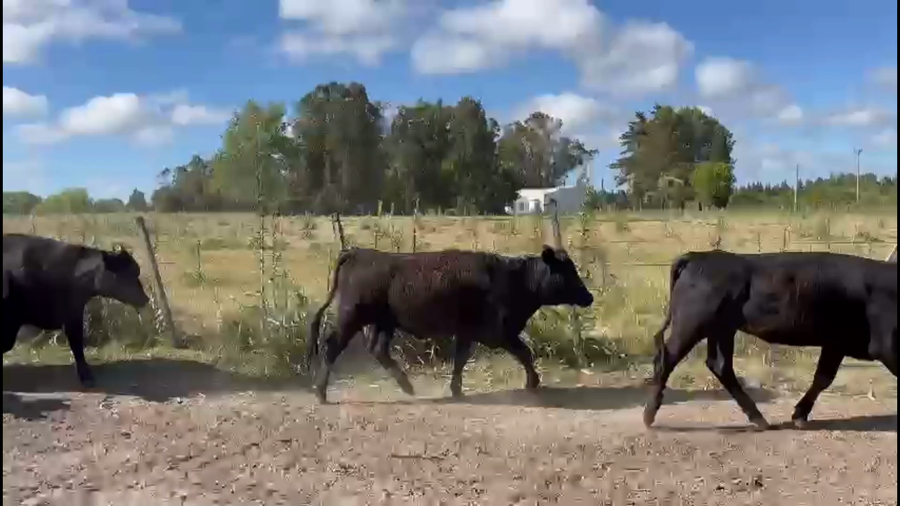 Lote 90 Vaquillonas 1 a 2 años en Sauce, Canelones