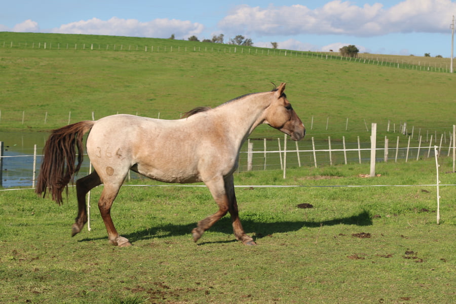 Lote ESPUELA DE FRAILE MUERTO