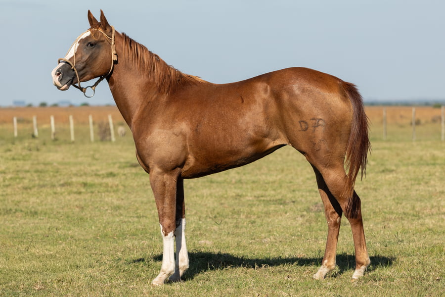 Lote AGUAY FLORA NATIVA