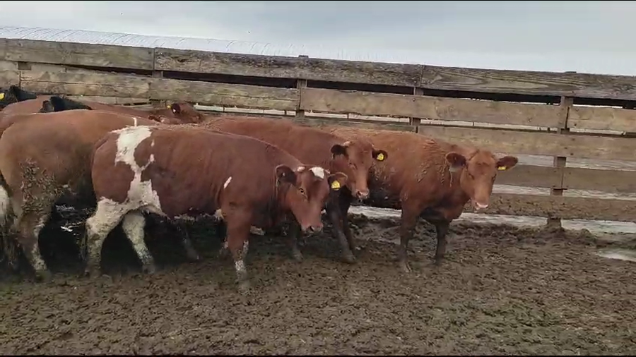 Lote 22 Vaquilla Gorda en Los Ángeles, VIII Región Biobío