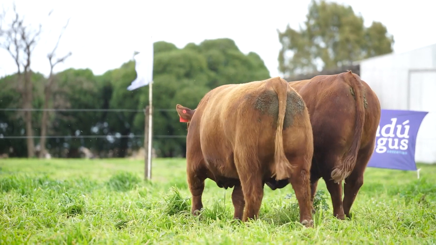 Lote Toros PC Colorado