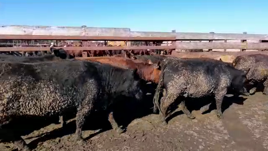 Lote 20 Vaquilla Gorda en Los Ángeles, VIII Región Biobío