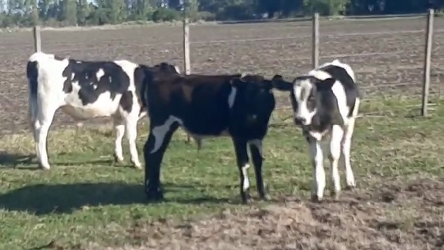 Lote 3 Toros Holando a remate en Pantalla Camy 80kg -  en Cerro San Jose