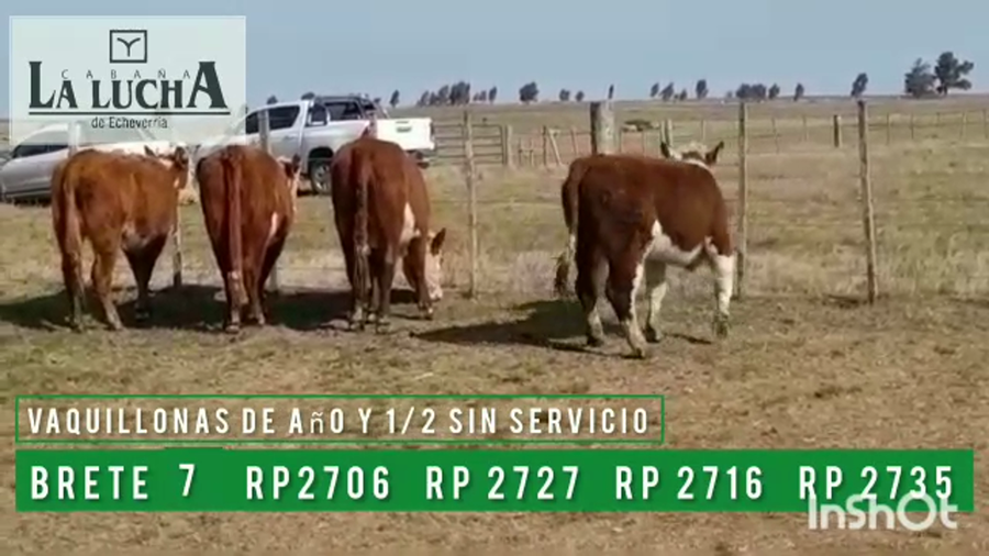 Lote VAQUILLONAS PI DE AÑO Y 1/2 SIN SERVICIO
