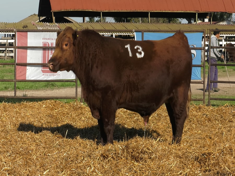 Lote TOROS ANGUS COLORADOS PC
