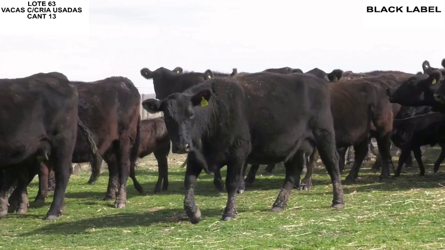 Lote VACAS CON CRIA BLACK LABEL