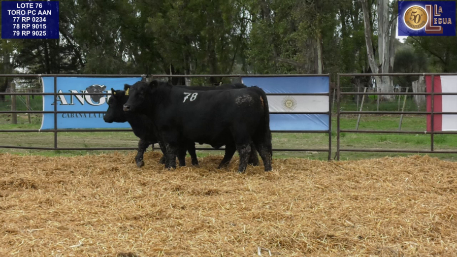 Lote TOROS ANGUS NEGROS PC