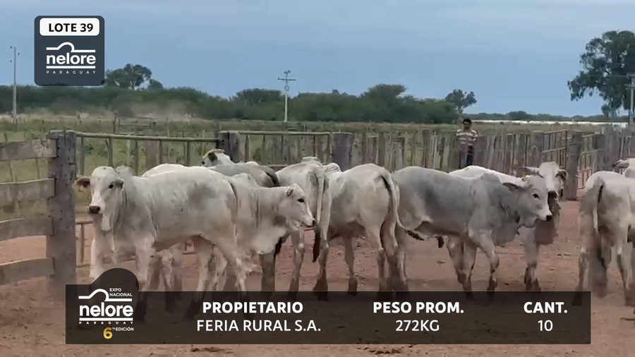 Lote LOTE 39