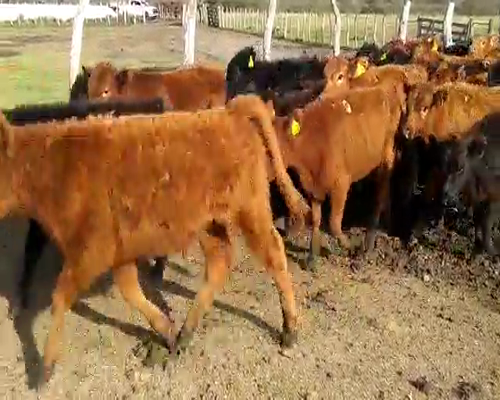 Lote 46 Terneros/as en Santa Elena, Entre Ríos