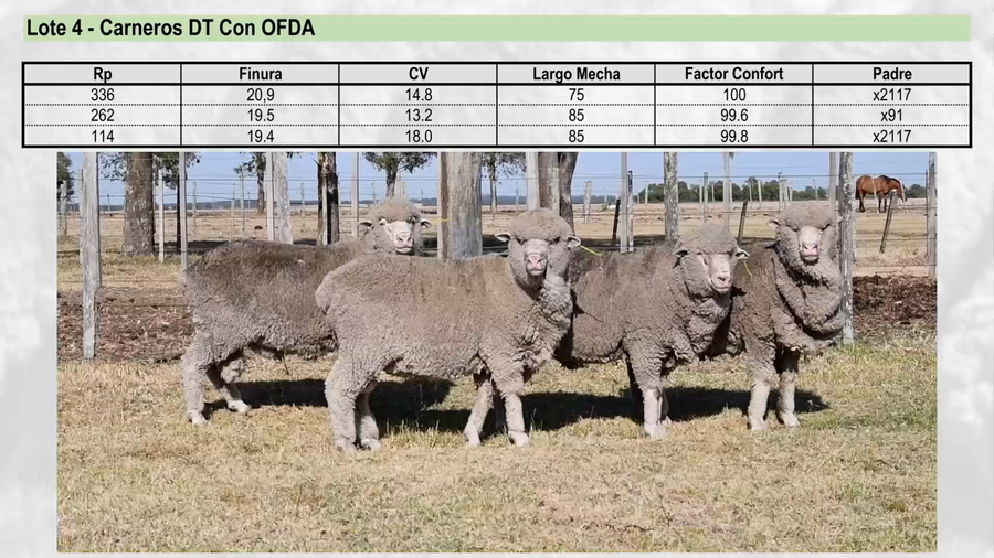 Lote Lote 4 - EL PAMPERO