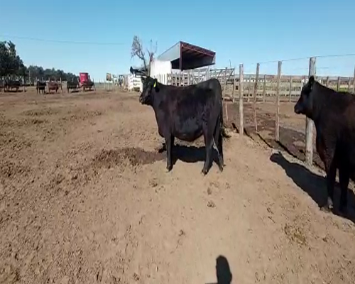 Lote Vaquillonas Aberdeen Angus Negras PC - C 105 -  Cabaña Don Jacobo