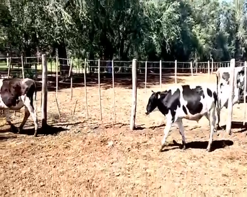 Lote 25 Terneros en Viamonte, Córdoba