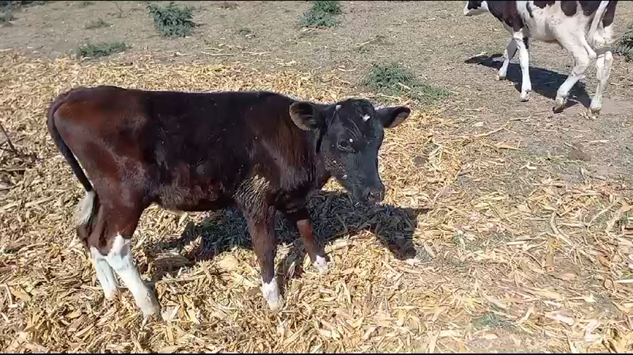 Lote 10 Terneros Holando Argentino en Hugentobler, Santa Fe