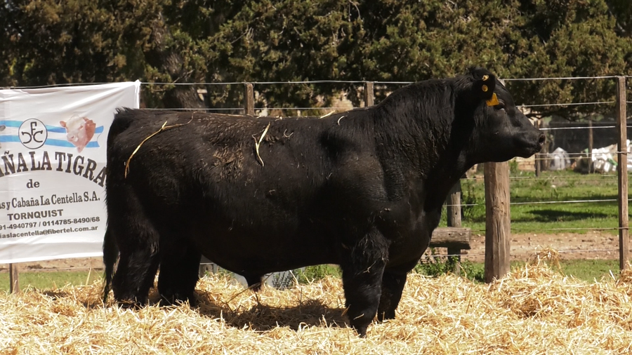 Lote TOROS PUROS CONTROLADOS