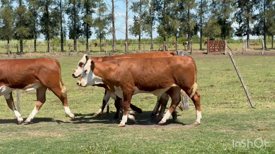 Lote 102 Terneros en Corrientes, Perugorría
