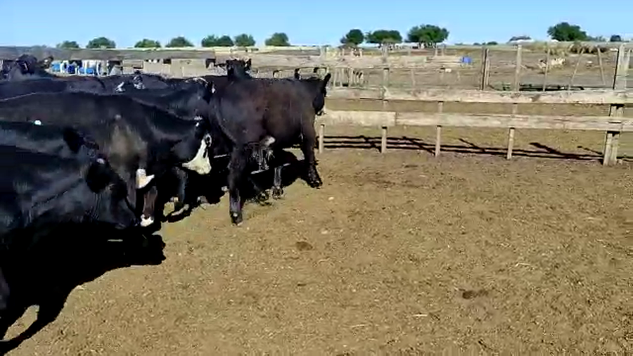 Lote 21 Novillos Angus