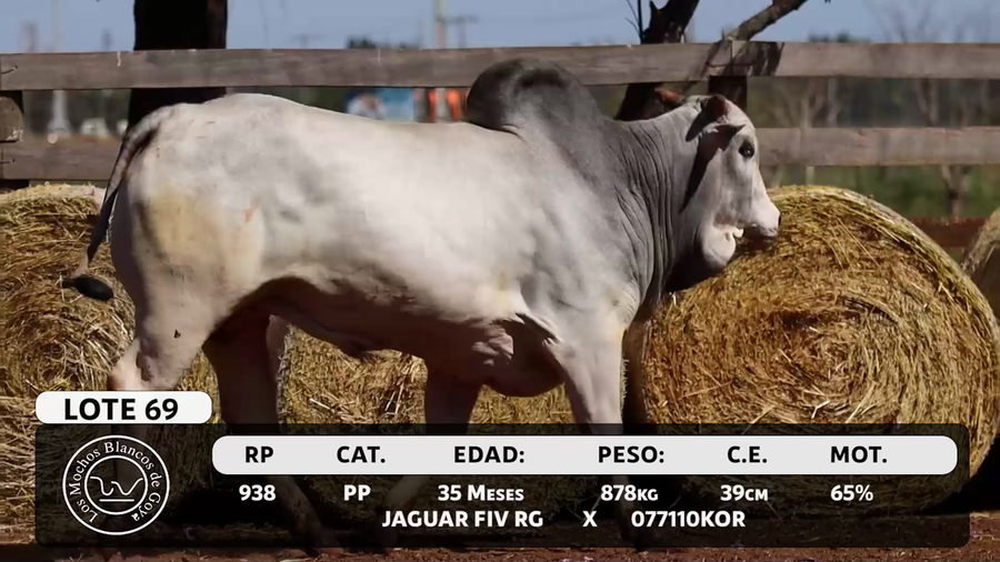 Lote LOTE 69