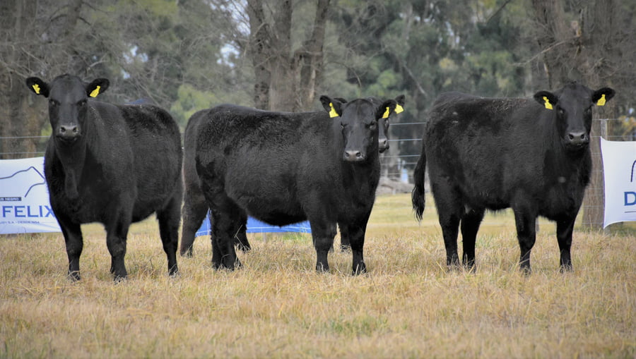 Lote "Cabaña ""Don Felix"" Vaquillonas PC"