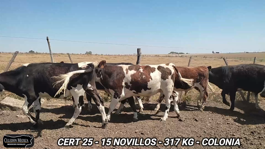 Lote 15 Novillos 1 a 2 años en Colonia