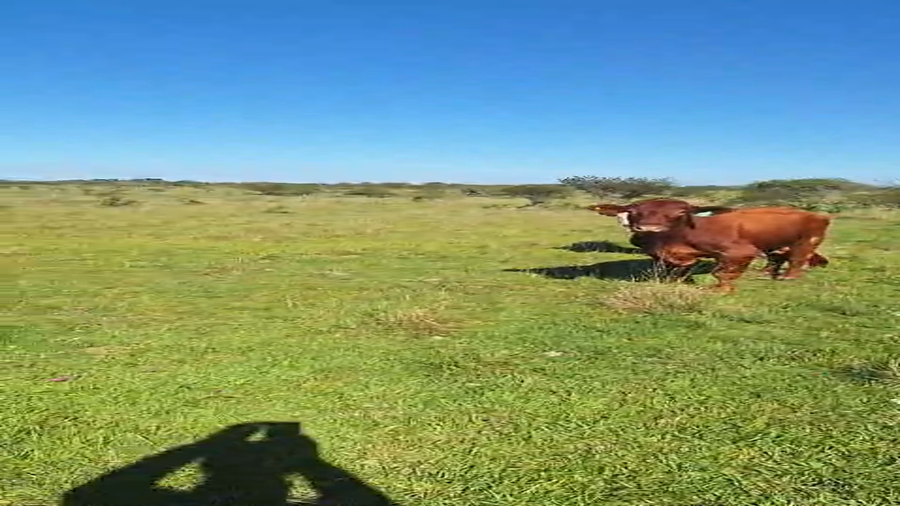 Lote 4 Novillos en Corrientes, Curuzú-Cuatiá