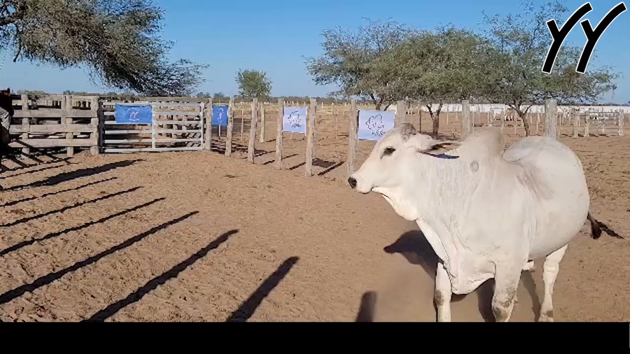 Lote TORO BRAHMAN
