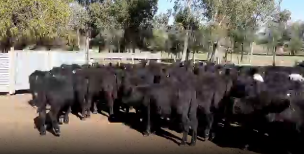 Lote 80 Terneros en Cerro Largo