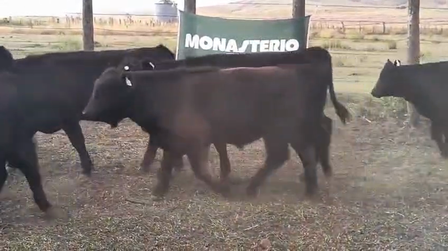 Lote 107 Terneros en Coronel Suarez