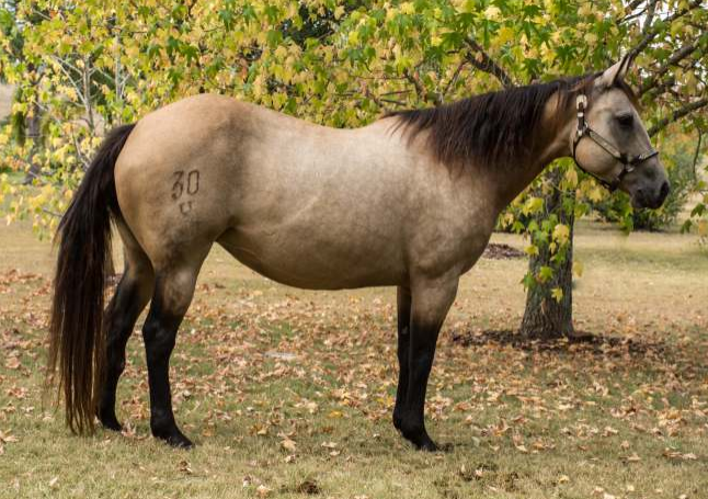 Lote AUSTRAL PIZPIRETA