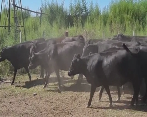 Lote 26 VAQUILLONAS DE 32 MESES, ANGUS NEGRA PREÑADAS CON CATICHO (PP), REPASO CON TORO COLORADO PP, SERVICIO A LOS 24 MESES.