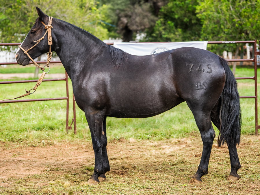 Lote SIRIGOTE NOCHERA