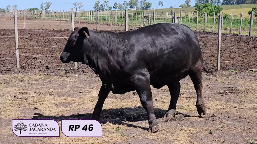 Lote Cabaña Jacarandá