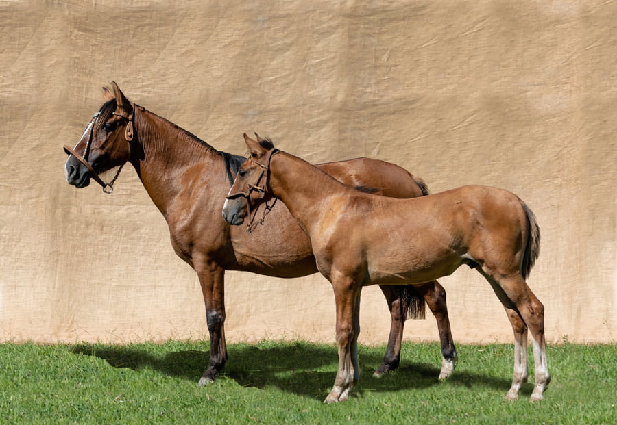 Lote YBATE ELECTRA RP 64