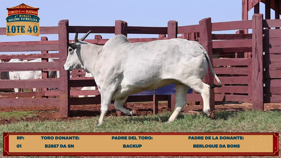 Lote LOTE 40