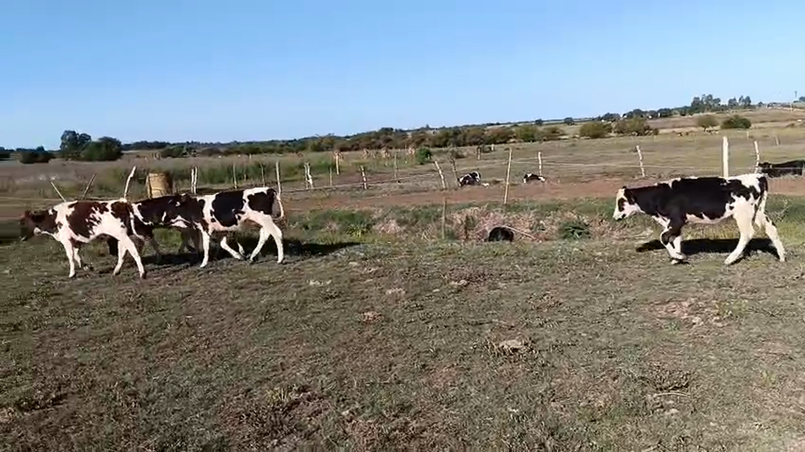 Lote 6 Terneras a remate en Pantalla Camy - Aniversario 31 Años, San José