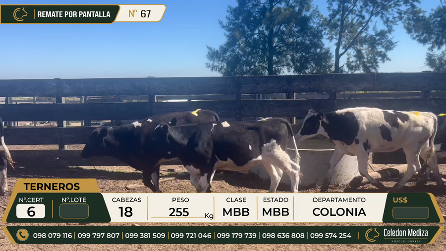 Lote 18 Terneros en Colonia