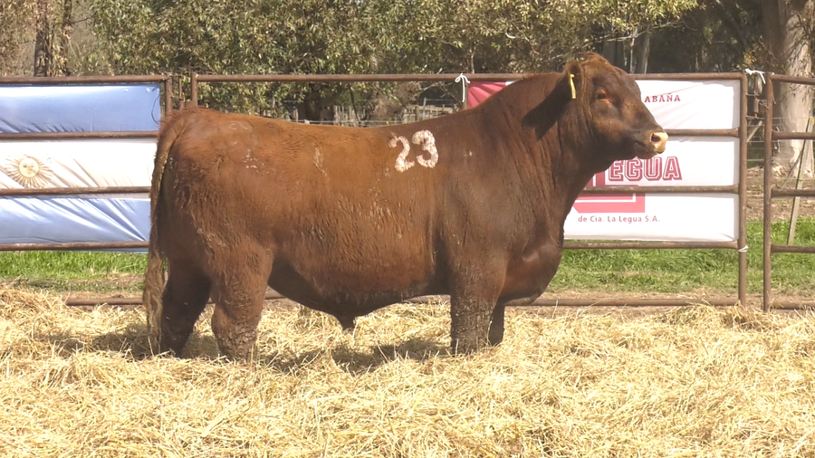 Lote TOROS ANGUS COLORADOS PC